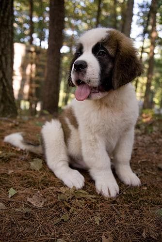 St Bernard
