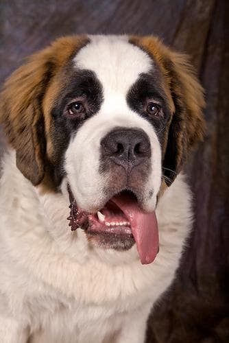 St Bernard