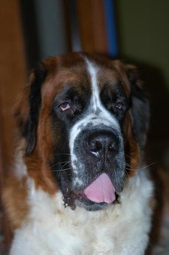 St Bernard