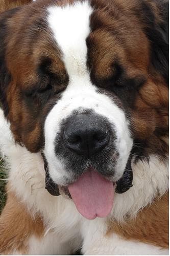 St Bernard
