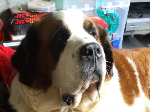 St Bernard