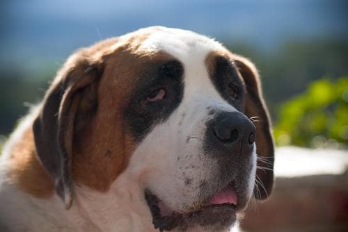 St Bernard