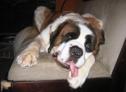 St Bernard
