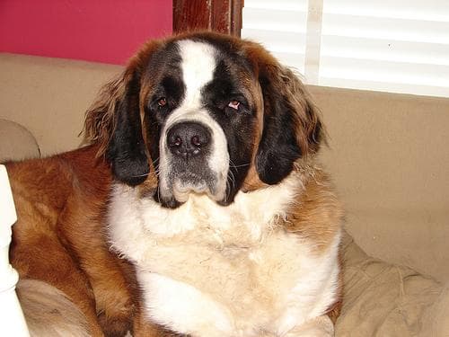 St Bernard