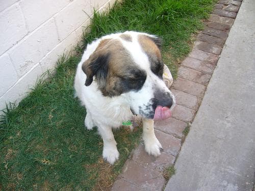 St Bernard