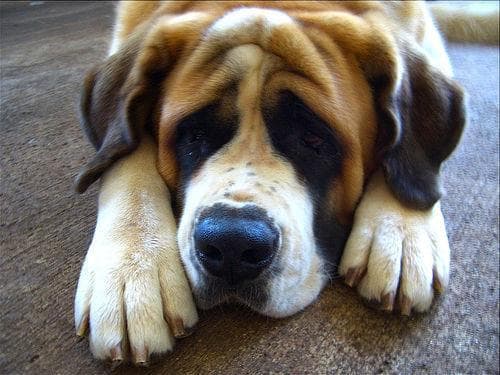 St Bernard