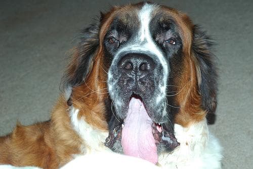 St Bernard