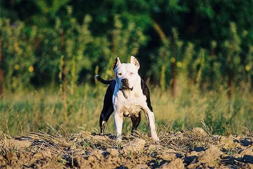 American Terrier