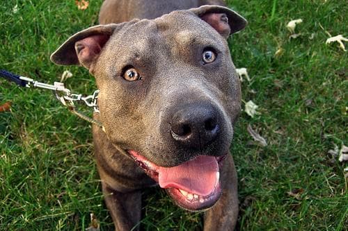 American Terrier