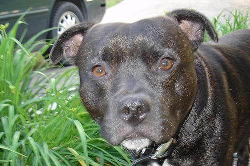 American Terrier