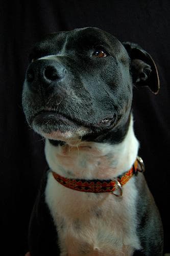American Terrier
