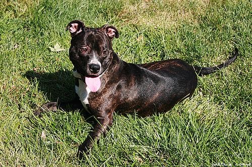 American Terrier
