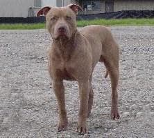 American Terrier