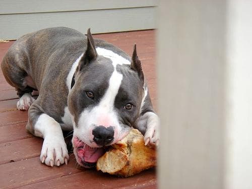 American Terrier