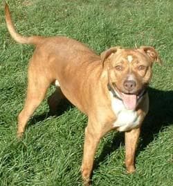 American Terrier