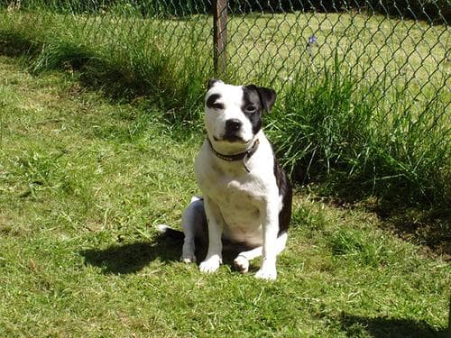American Terrier
