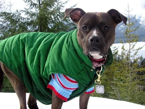 American Terrier