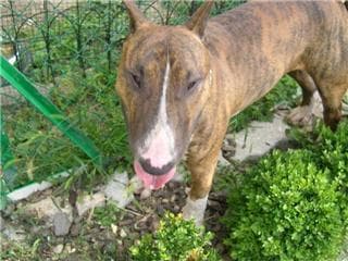 American Terrier