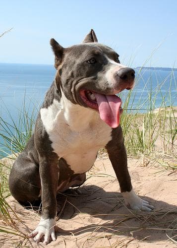 American Terrier