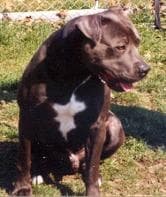 American Terrier
