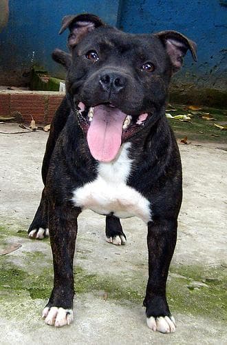 American Terrier