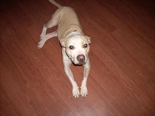 American Terrier