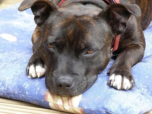 American Terrier