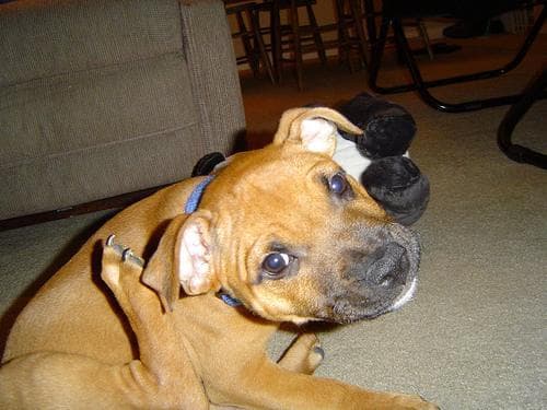 American Terrier