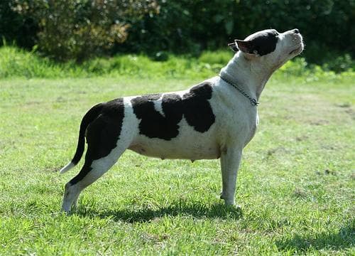 American Terrier