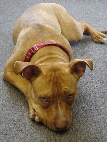 American Terrier