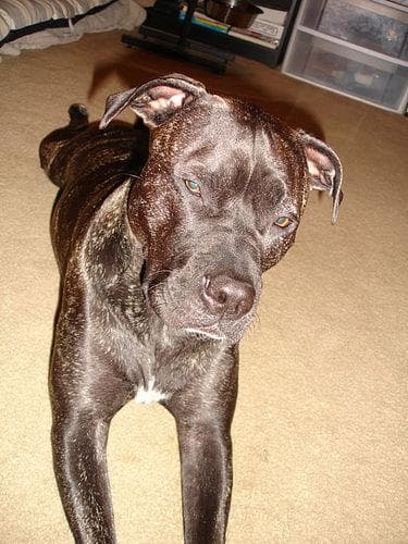 American Terrier