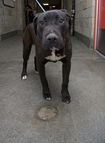American Terrier