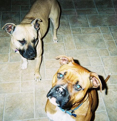 American Terrier