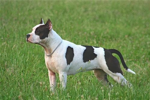 American Terrier