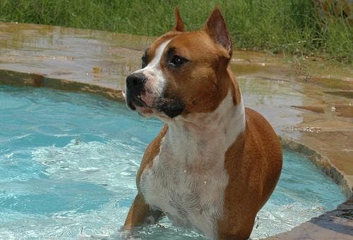 American Terrier