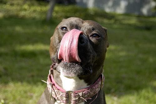 American Terrier