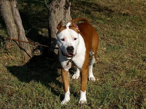 American Terrier