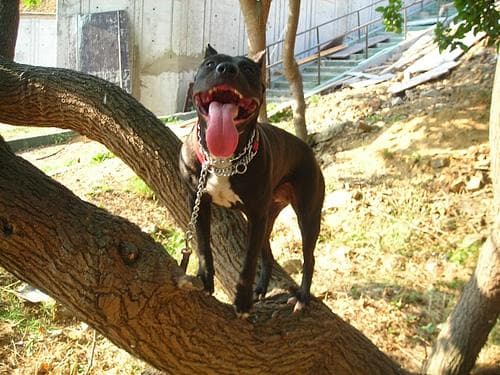 American Terrier