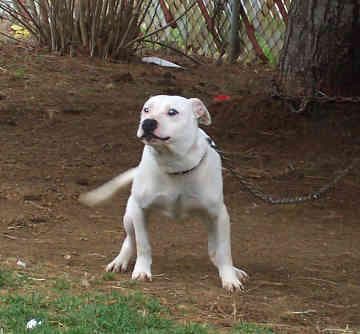American Terrier