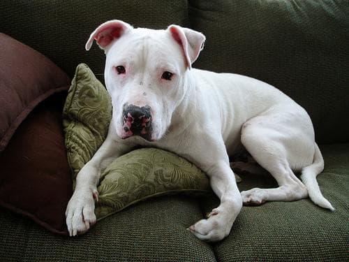 American Terrier