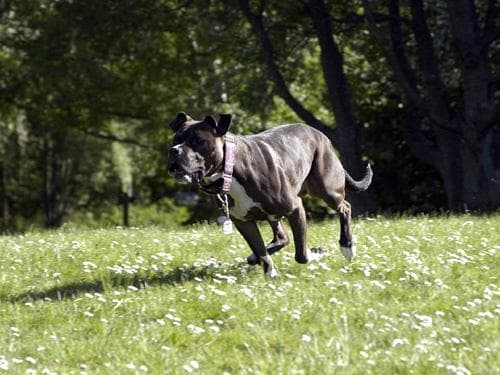 American Terrier