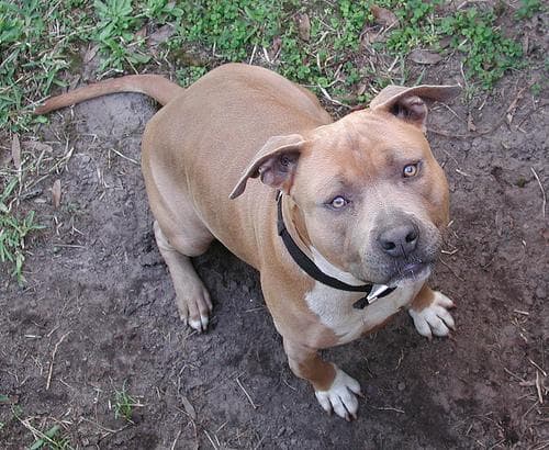 American Terrier