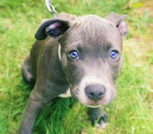 American Terrier