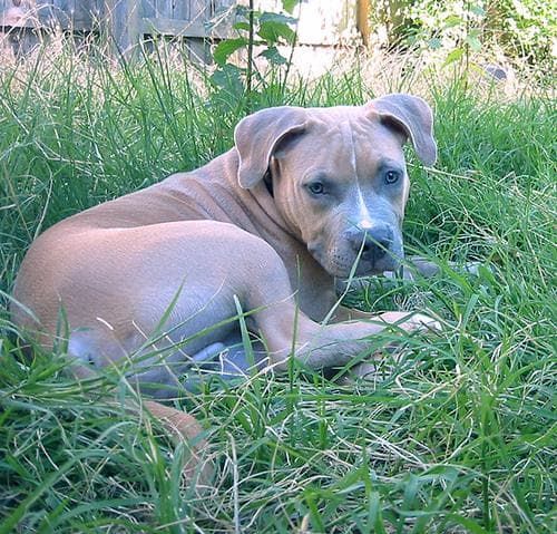 American Terrier