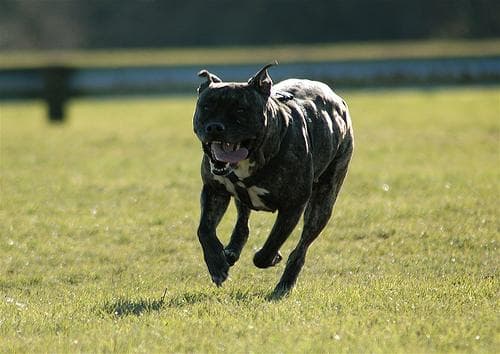 American Terrier