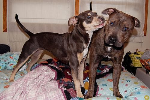 American Terrier