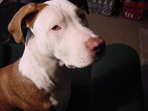 American Terrier