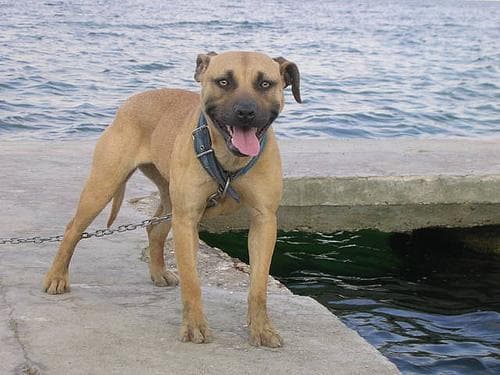 American Terrier