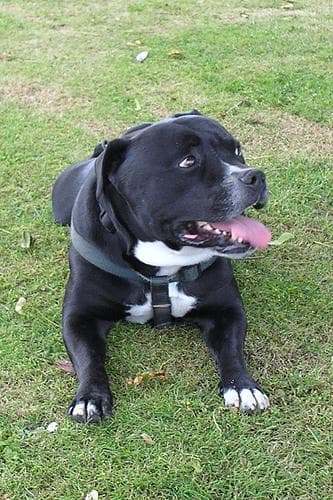 American Terrier