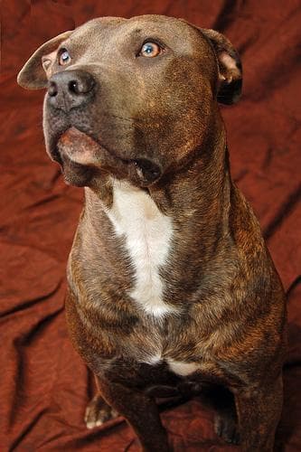 American Terrier